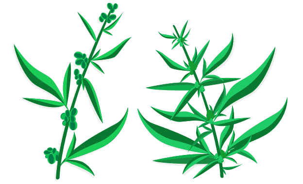 Hemp vs. Marijuana